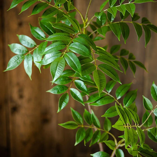 Artificial Tropical Ficus Branch